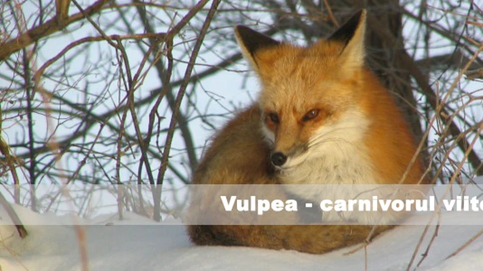 Vulpea – carnivorul viitorului