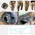 Unde practicau neanderthalienii stomatologia acum 60.000 de ani?