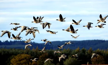 Pericolele majore la care sunt expuse păsările migratoare. ”Ameninţările sunt mari”