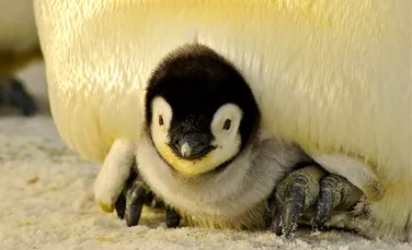 Pinguinii imperiali ar putea dispărea în 30 de ani din cauza crizei climatice