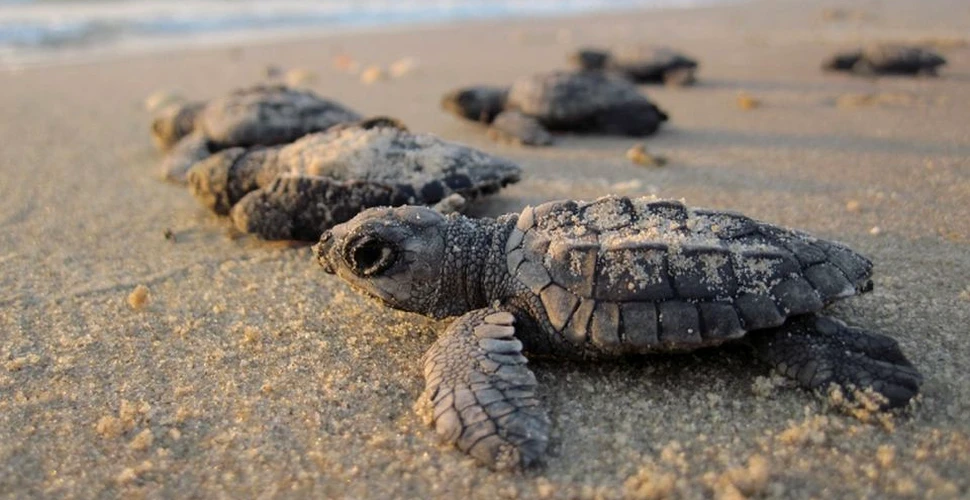 Ţestoasele s-au reîntors după 20 de ani pe o plajă din Mumbai, de unde au fost strânse 5.000 de tone de gunoi