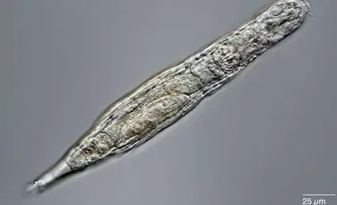 O vietate a fost readusă la viață după ce a stat înghețată 24.000 de ani în permafrostul din Siberia