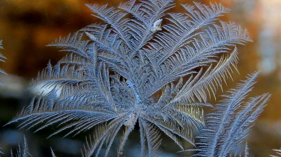 Test de cultură generală. De ce apar flori de gheață pe geamuri iarna?