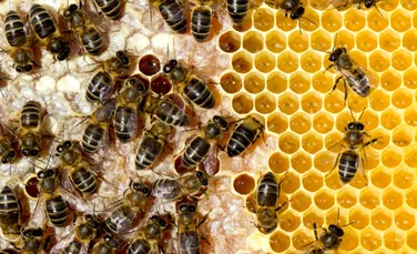 O analiză a ultimilor 50 de ani arată de ce albinele fac mai puțină miere