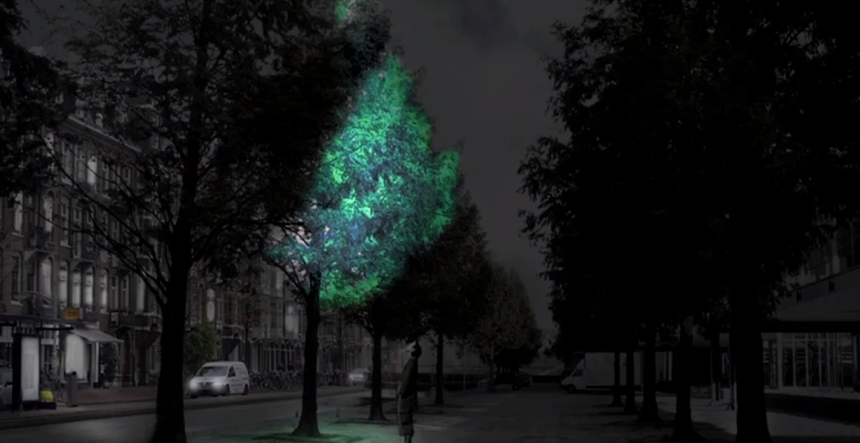 Iată cum arată copacii bioluminiscenţi care vor înlocui iluminatul stradal (VIDEO)