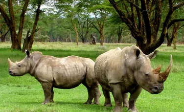 Ultimii doi rinoceri albi nordici din lume, soluția pentru salvarea speciei. Embrionii lor sunt gata să fie implantați într-o mamă surogat