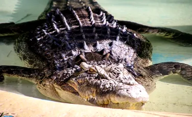 Paradoxul crocodilului: dilema irezolvabilă care datează de pe vremea grecilor antici