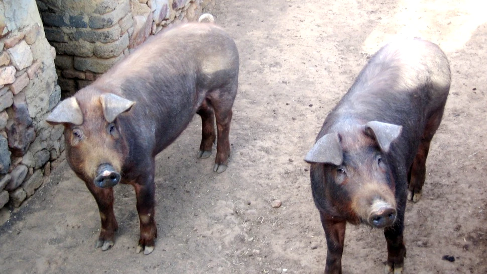 Oameni şi porci – două specii tulburător de asemănătoare