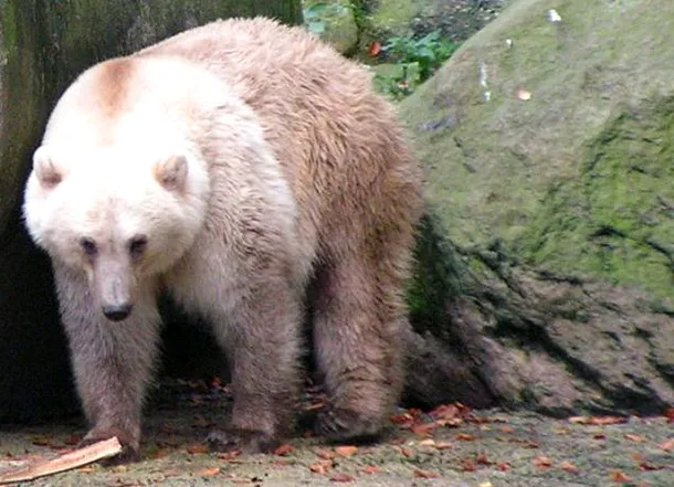 Urs „grolar” sau „pizzly”, un hibrid între ursul grizzly şi ursul polar.