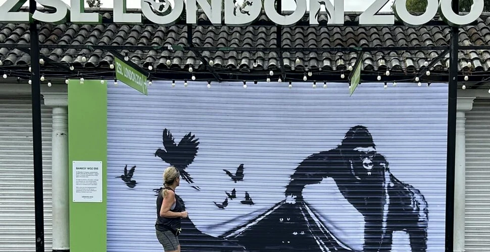 O gorilă pictată de Bansky, îndepărtată de la grădina zoologică din Londra