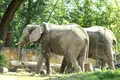 Elefanții de la grădina zoologică din Varșovia vor primi marijuana prin trompă. Care este scopul inițiativei