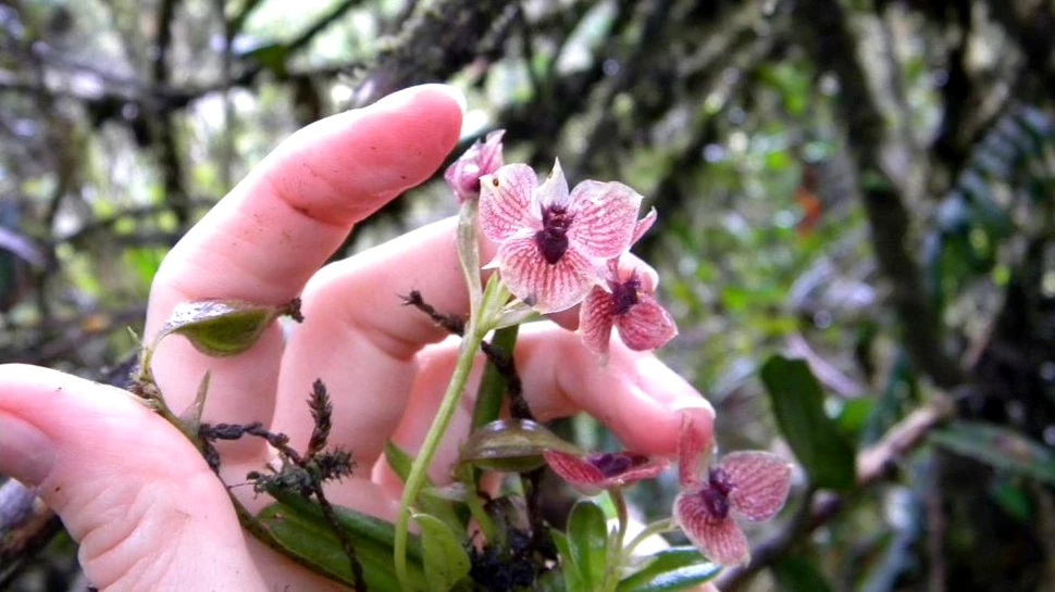 În Columbia a fost descoperită o nouă specie de orhidee. Aspectul său este ÎNSPĂIMÂNTĂTOR – FOTO