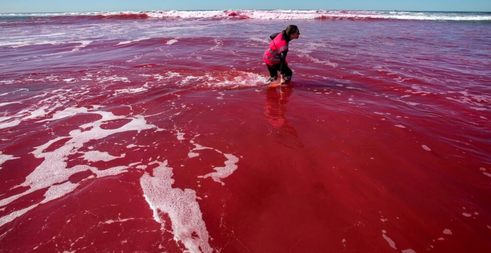 De ce au colorat oamenii de știință oceanul în roz?