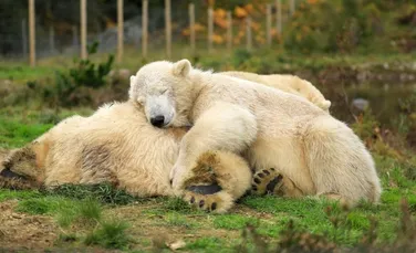 Primul urs polar născut în Marea Britanie în ultimii 25 de ani începe o nouă viață, într-o altă rezervație naturală