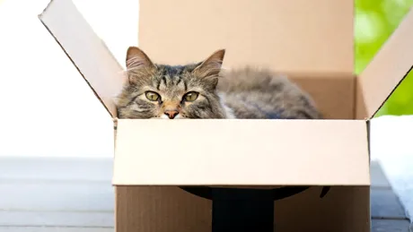 O pisică a trecut prin aventura vieții după ce a fost trimisă din greșeală într-un colet
