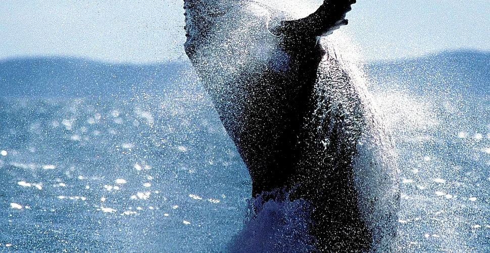 Din misterele naturii: a fost surprins „cântecul magic” al balenei cu cocoaşă (AUDIO)