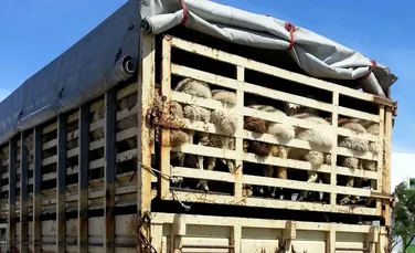 O lege nouă lasă animalele exportate din România să se sufoce la temperaturi de peste 35 grade Celsius