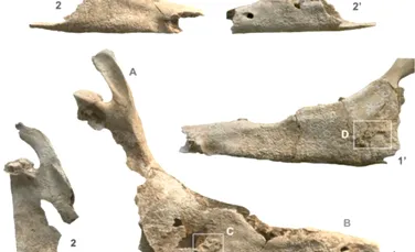 Cel mai vechi catâr cunoscut din Europa de Vest a murit acum 2.700 de ani. Ce se afla în mormântul acestuia?