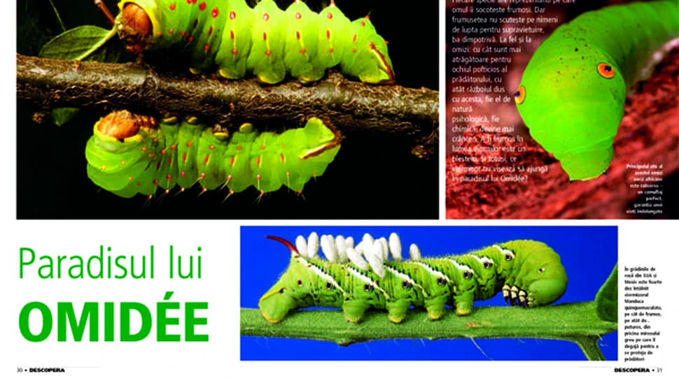 Paradisul lui  Omidee