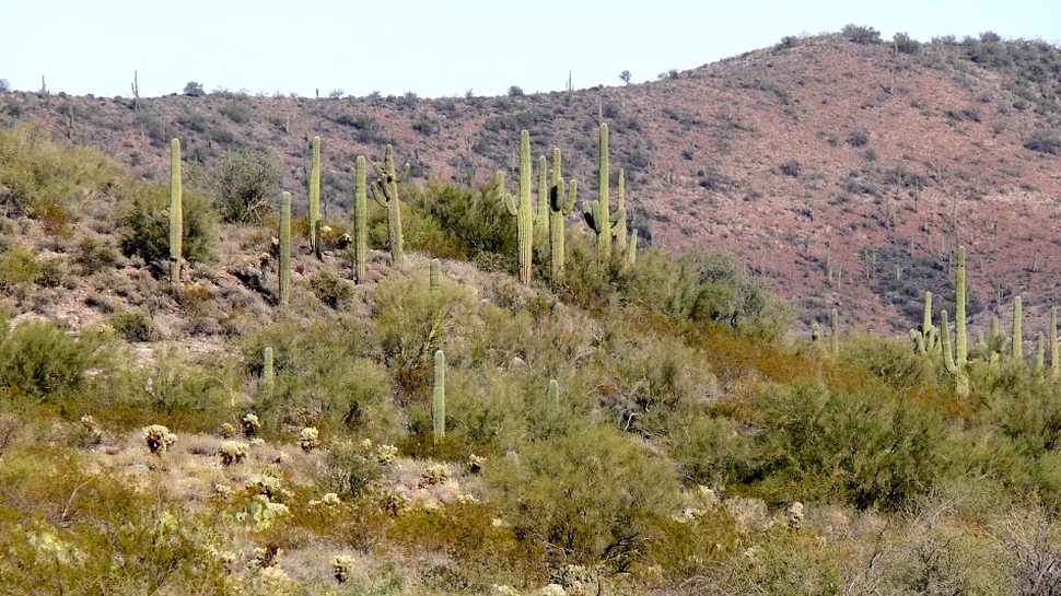 Efect surprinzător: de ce devin mai verzi deşerturile planetei?