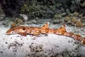 A fost descoperită o nouă specie de rechin „mergător”. Ce poreclă a primit?