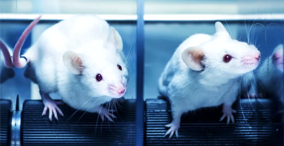 Speranță de viață prelungită cu 23% pentru șoarecii modificați genetic. Tratamentul ar putea fi folosit în viitor și la oameni