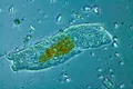 Ce sunt tardigradele, vietățile care vor trăi chiar și după ce omenirea va dispărea?