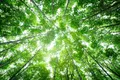 Oamenii de știință au demontat una dintre cele mai consacrate statistici despre biodiversitate