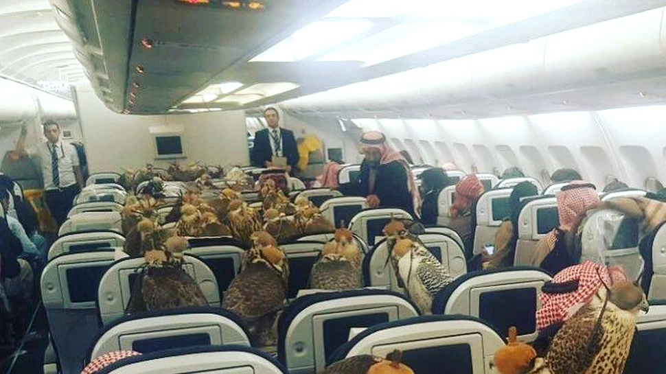 Un prinţ arab a călătorit la Business class cu 80 de şoimi pe care îi deţine. Le-a cumpărat şi bilete. Imaginile au devenit virale