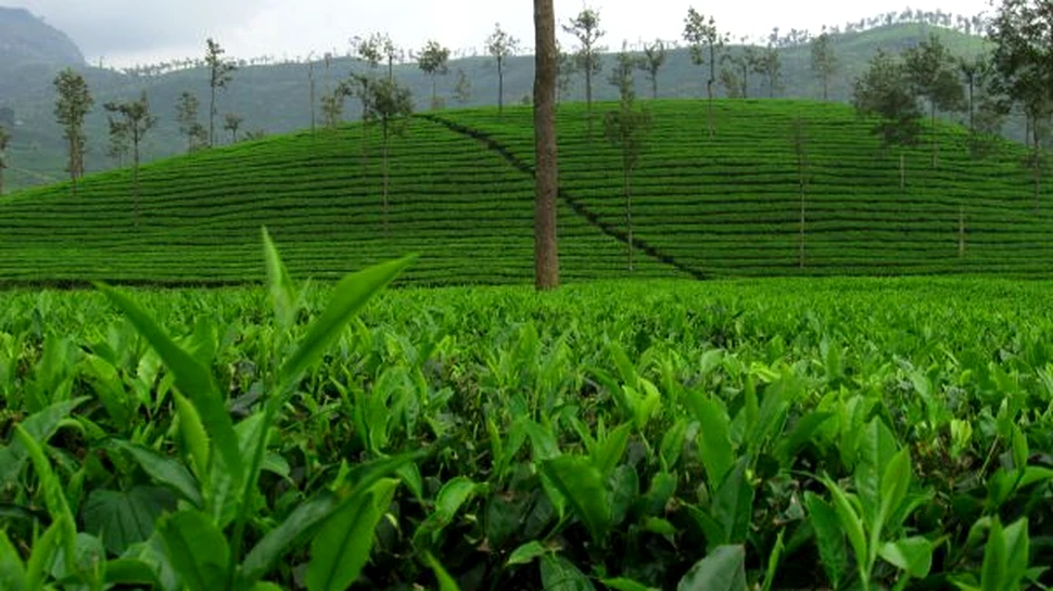 Ceaiul Lipton nu va mai fi testat pe animale