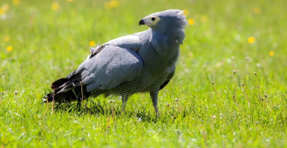 Un nou studiu arată că păsările sunt afectate grav de folosirea pesticidelor