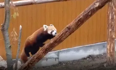 Peggy, o femelă de Panda roşu, noua atracţie de la Zoo Braşov