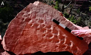 Amprente vechi de 313 milioane de ani, descoperite în Marele Canion. Ce creatură le-a lăsat în urmă
