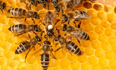 Până și albinele au sentimente. Ce se întâmplă în creierul celor mai harnice insecte?