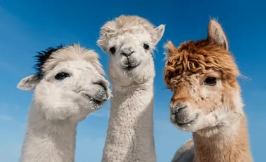 Cea mai bătrână llama din lume ajută copiii bolnavi dintr-un stat american