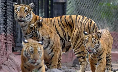 Tentativă de suicid eşuată, din cauza lipsei de interes a tigrilor dintr-o grădină zoologică