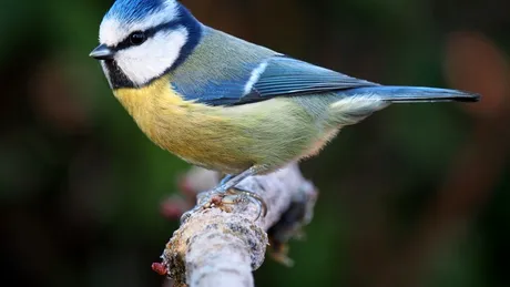 Un studiu arată că păsările de pădure care trăiesc printre copaci nativi au mai mulți pui