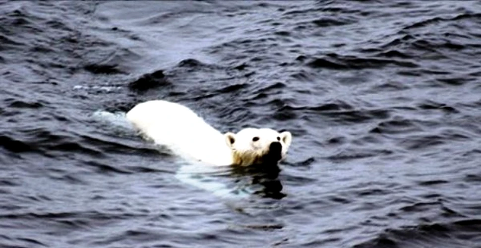 Călătoria epică a unui urs polar: nouă zile de înot în căutarea hranei