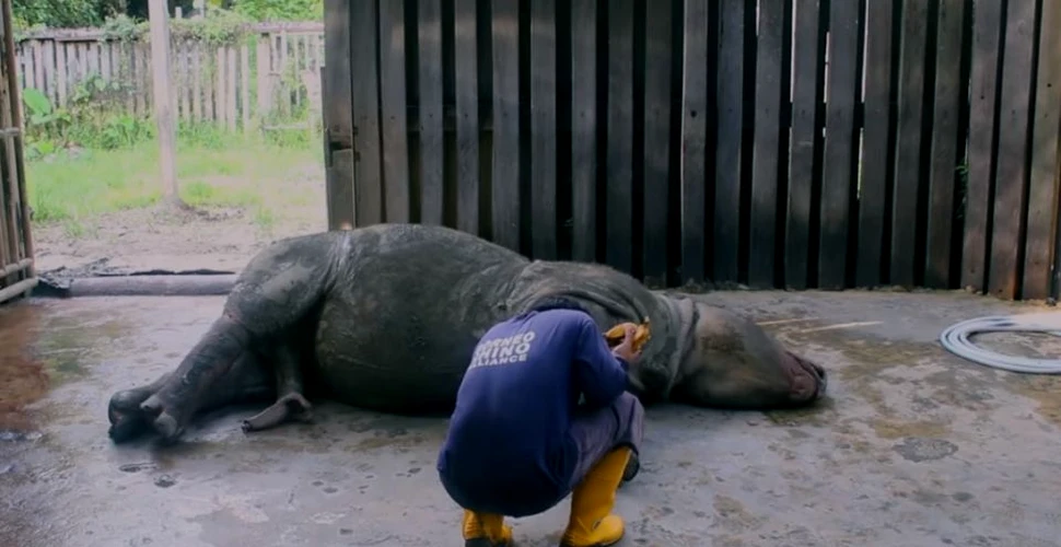 Ultimul rinocer de Sumatra din Malaezia a murit. Specia poate fi considerată dispărută acolo