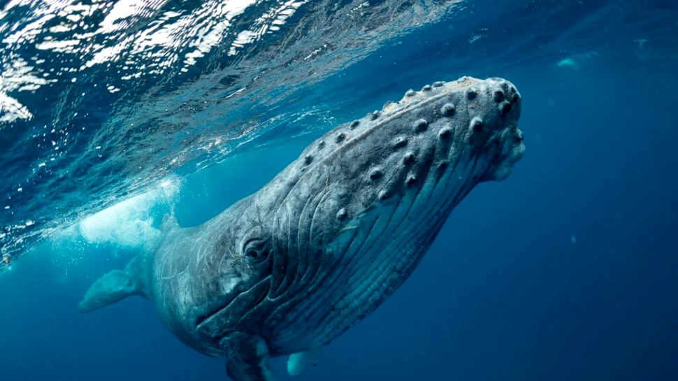 Balenele pot trăi de două ori mai mult decât se credea, au descoperit oamenii de știință