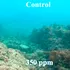 Acidificarea oceanelor distruge viața socială a peștilor de recif
