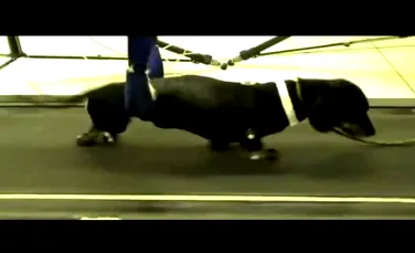 „Superputerile” celulelor stem: un câine paralizat poate merge din nou (VIDEO)