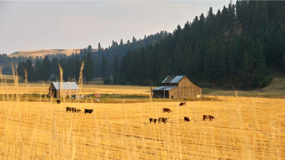 Poluarea invizibilă de la țară. Ar putea fi la fel de toxică precum smogul din orașe