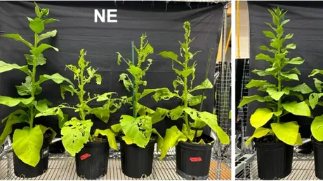 Unele plante își produc singure propriile pesticide, dar asta nu este neapărat bun