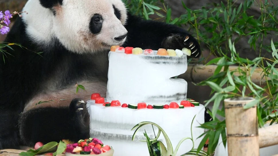 Cel mai bătrân mascul de urs panda a murit. Avea echivalentul a 105 ani în vârstă umană