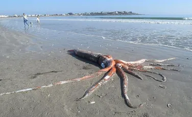 Un superb calamar eșuat pe o plajă i-a uimit pe trecători. „Arăta ca un animal preistoric”