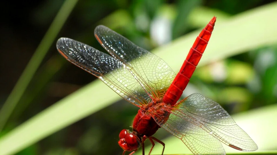 Mecanismele uimitoare care controlează zborul libelulelor