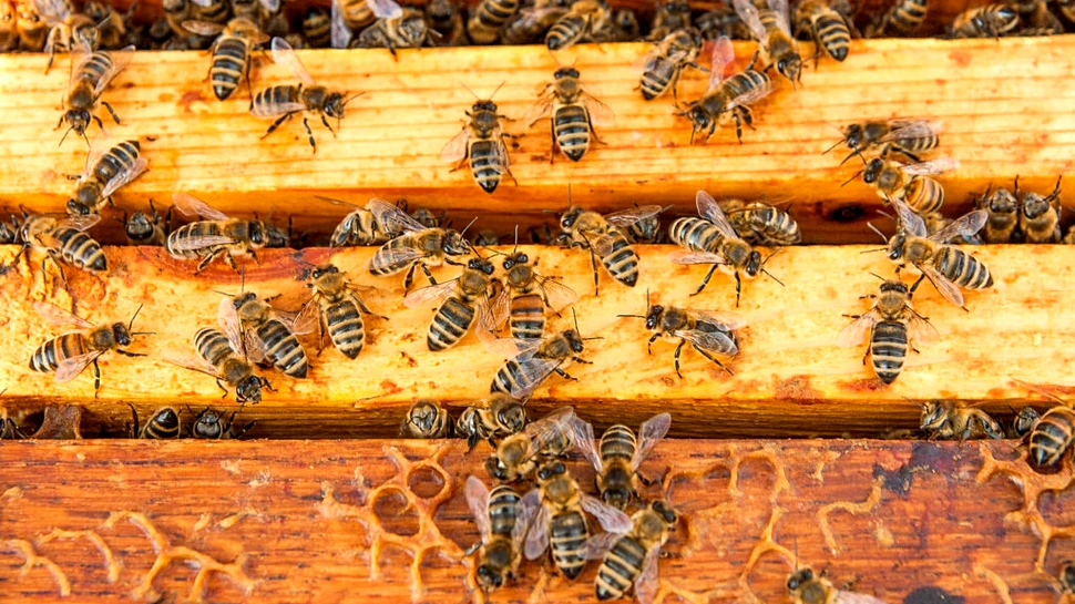 Un nou dispozitiv combate cu eficiență „masacrele” în rândul albinelor