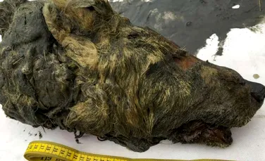 Capul perfect conservat al unui lup a fost descoperit în Siberia