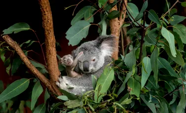 Măsură inedită luată de administratorii unei rezervații pentru koala. De ce a fost nevoie de aceasta?